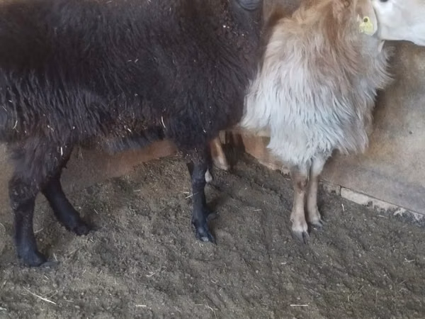 Baran, Tian-Shan semifinewool sheep