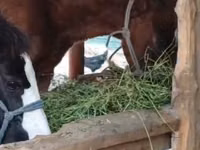 घोड़ा, Kazakh horse — फ़ोटो 2
