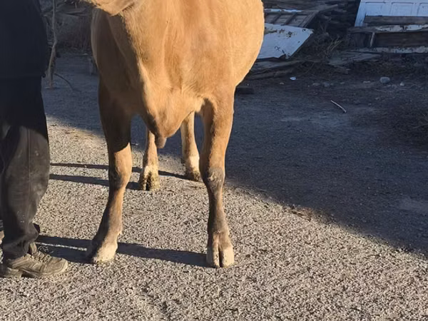 Cow, Simmental cattle