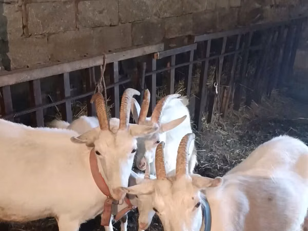 Goat, Goats — Azerbaijan