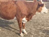 Vaca, Latvian Blue cattle — foto 2