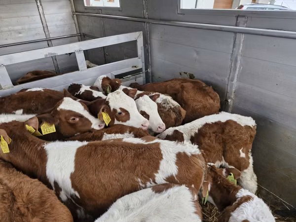 Бик, Simmental cattle