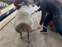 雄羊, Arashan sheep — 写真 2
