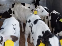 گاو و گوساله (گروه، جنسیت مشخص نشده), Russian Black pied cattle — عکس 2