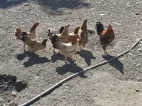 Chickens — photo 3