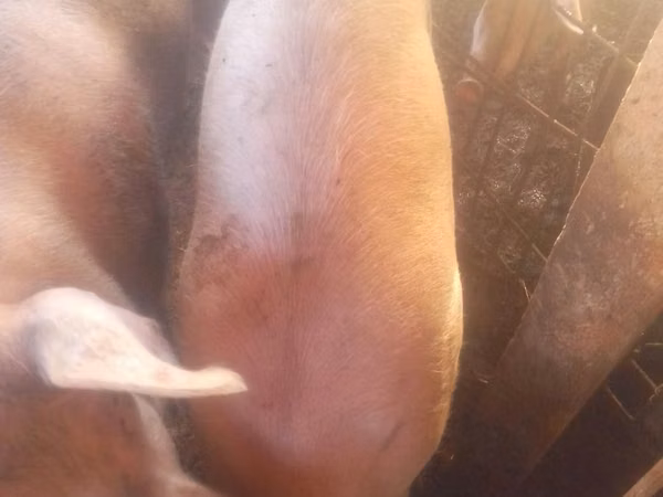Sow, Pigs