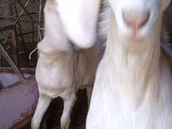 Sheep, Sheep — Kyrgyzstan