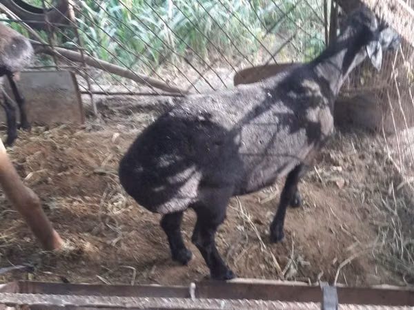 Goats (batch, sex not specified), Goats