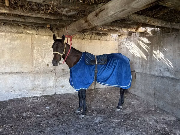 Horse (M), Thoroughbred horse