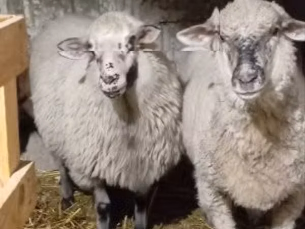 Ram, Sheep — Hungary
