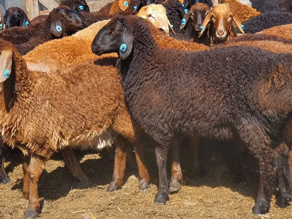 میش, Edilbay sheep — قزاقستان
