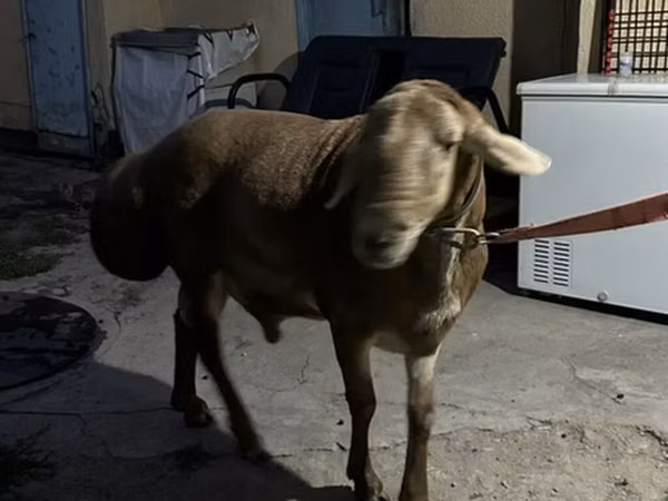 Ram, Arashan sheep — Kyrgyzstan