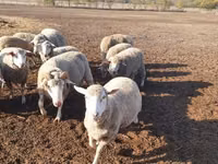 Ovelha, Merino sheep — foto 1
