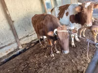 Krava, Simmental cattle — foto 1
