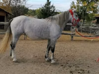 Mare, Horses — photo 6