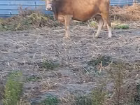 Cow, Swiss cattle — photo 5