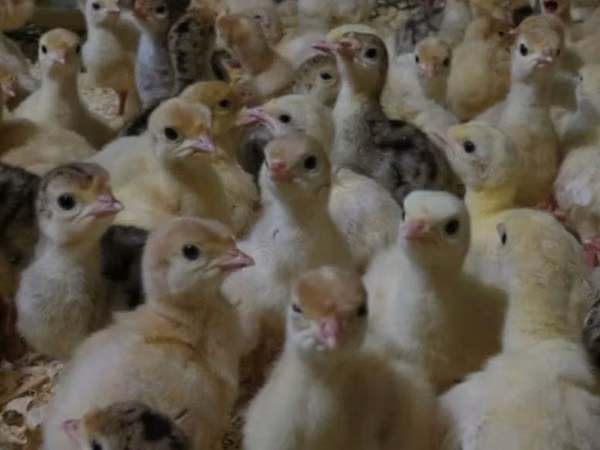 Turkeys — Russia
