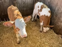 วัวตัวผู้, Swiss cattle — รูปภาพ 4