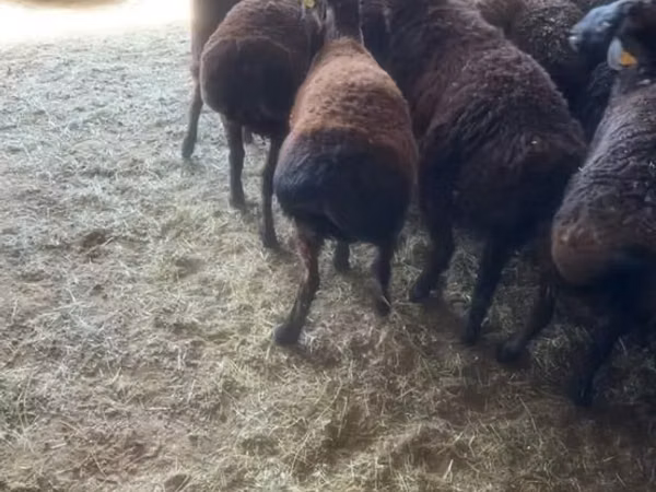 Ram, Sheep — Kazakhstan