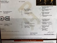 Kuda betina, Quarter Horse — foto 3