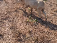 بز نر, Nubian Goat — عکس 2
