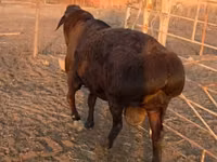 قوچ, گوسفند — عکس 4