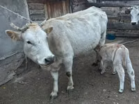 Cow, Swiss cattle — photo 4