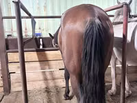 ፈረስ, Horses — ፎቶ 4