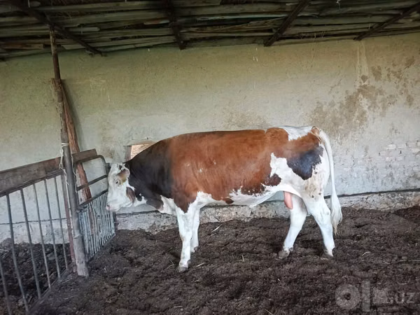 Cattle (batch, sex not specified), Cattle — Uzbekistan