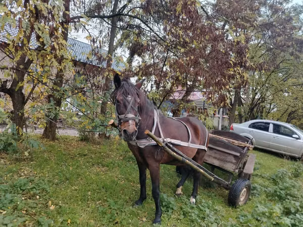 Stute, Pferde