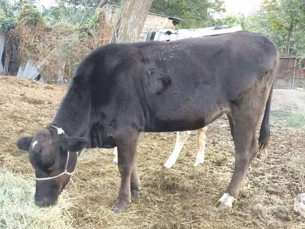 Krava, Swiss cattle — Kyrgyzstán