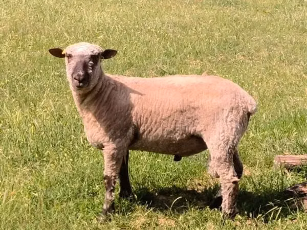 قوچ, Shroshire sheep