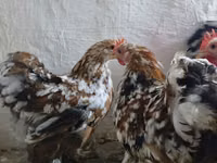 کوچین — عکس 2