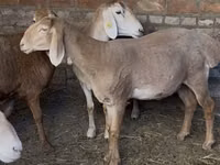 Sheep, Edilbay sheep — photo 1