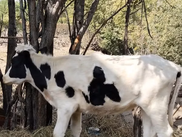 Cow, Russian Black pied cattle — Kazakhstan