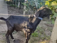 Billy Goat, Nubian Goat — photo 2