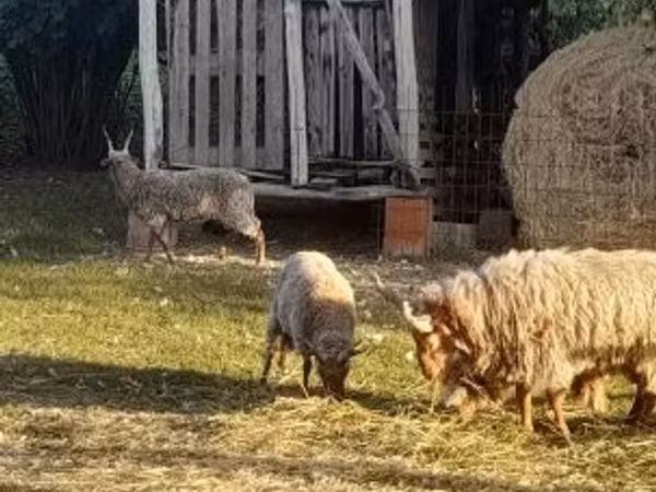 Qoç, Baerchuke sheep