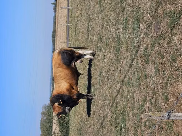 Bò đực, Partenaise cattle