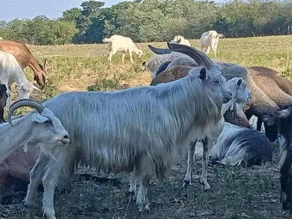 Billy Goat, Goats — Hungary