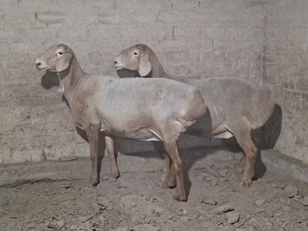 Kambing jantan, Sheep
