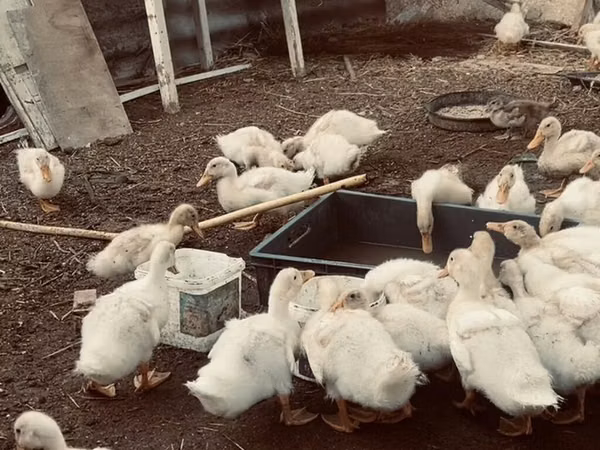 Ducks — Азербайджан