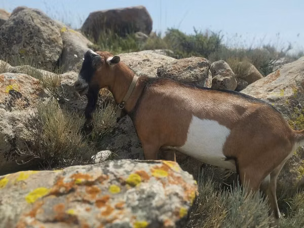 Kambing jantan, Goats — Kyrgyzstan