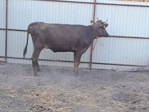 گاو ماده, Swiss cattle