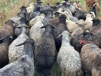 Sheep, Bessarabian sheep — photo 2