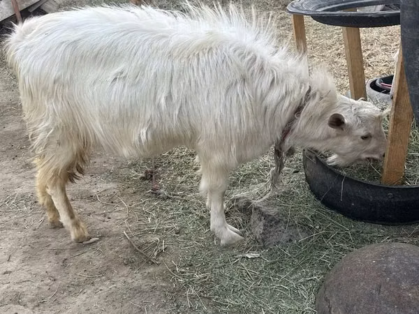 تيس, Saanen goat — أوزبكستان