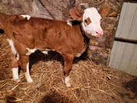Cattle (batch, sex not specified), Charolais cattle — photo 6
