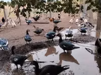Domestic Muscovy — sawirka 4