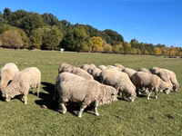 Kambing jantan, Australian merinos sheep — foto 3