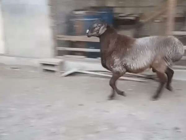 Ram, Sheep