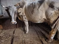 Krowa, Simmental cattle — zdjęcie 1